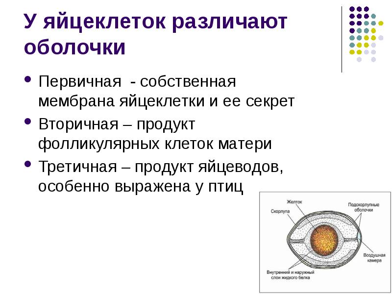 Назовите яйцевые оболочки обозначенные на рисунке цифрами 1 и 2 укажите их функции