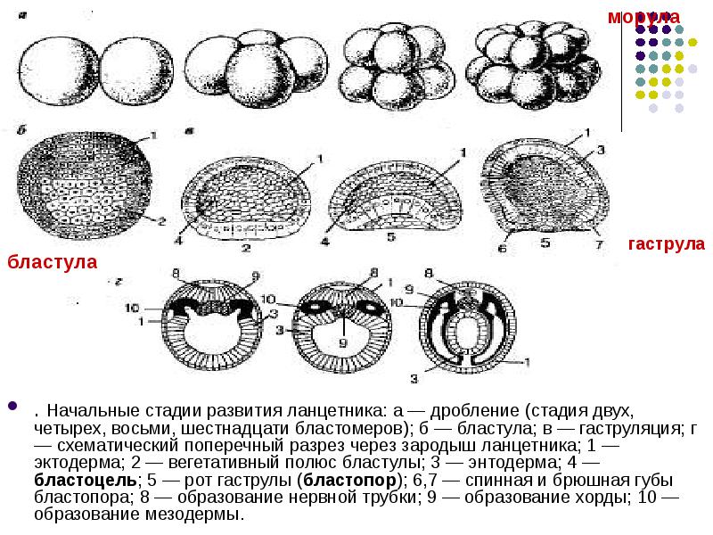 Эмбриогенез ланцетника схема