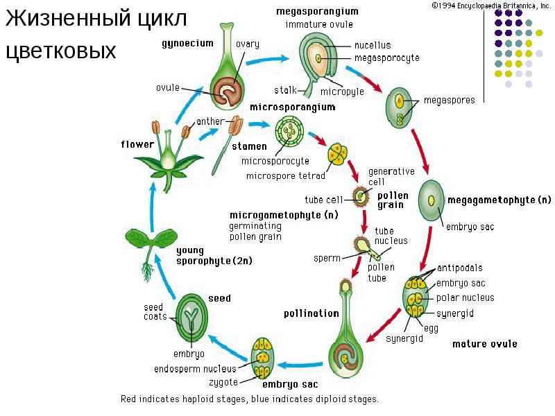 Жизненный цикл цветковых растений схема