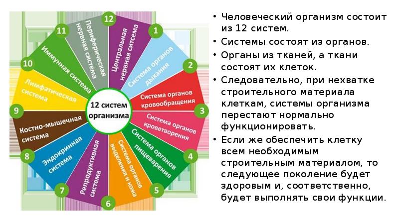 Сколько лет системе. 12 Систем организма. 12 Систем организма и их функции. 12 Систем организма человека и их функции таблица. Слайд 12 систем организма.