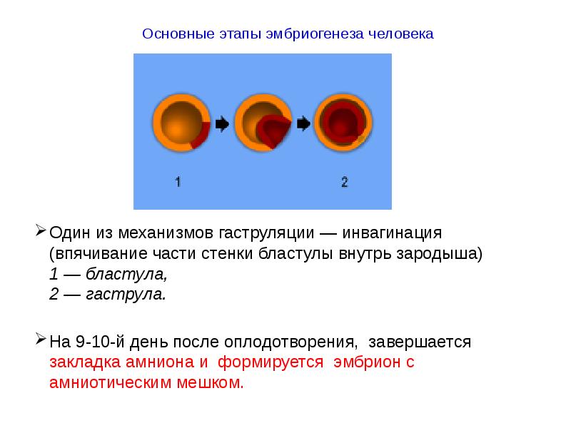 Основные этапы эмбриогенеза человека
Один из механизмов гаструляции — инвагинация (впячивание Основные этапы эмбриогенеза человека
Один из механизмов гаструляции — инвагинация (впячивание