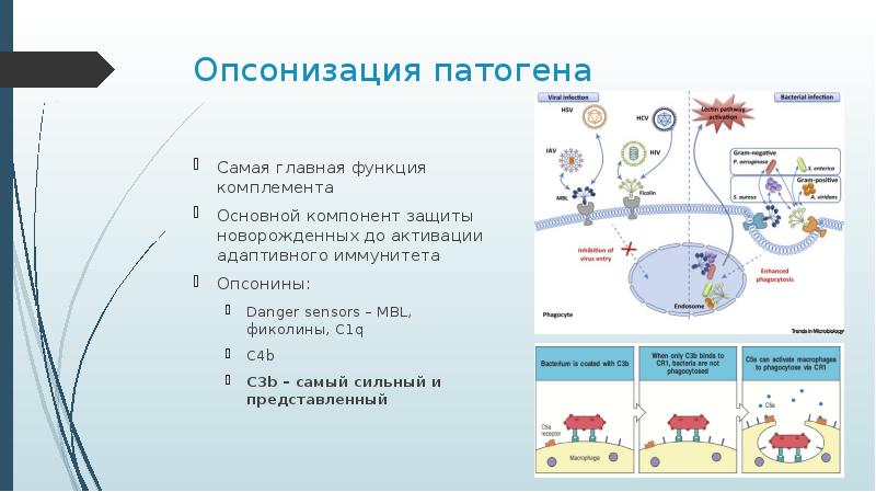 Система комплемента иммунология презентация