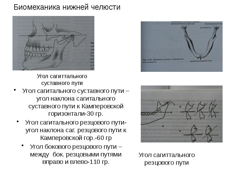 Презентация биомеханика жевательного аппарата