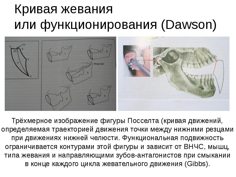 Биомеханика нижней челюсти презентация