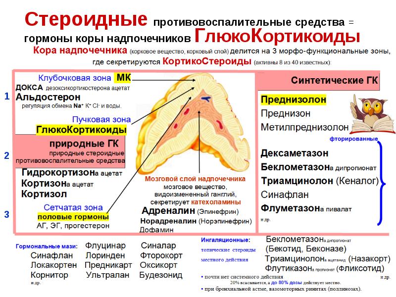 Стероидные противовоспалительные средства = гормоны коры надпочечников ГлюкоКортикоиды Стероидные противовоспалительные средства = гормоны коры надпочечников ГлюкоКортикоиды