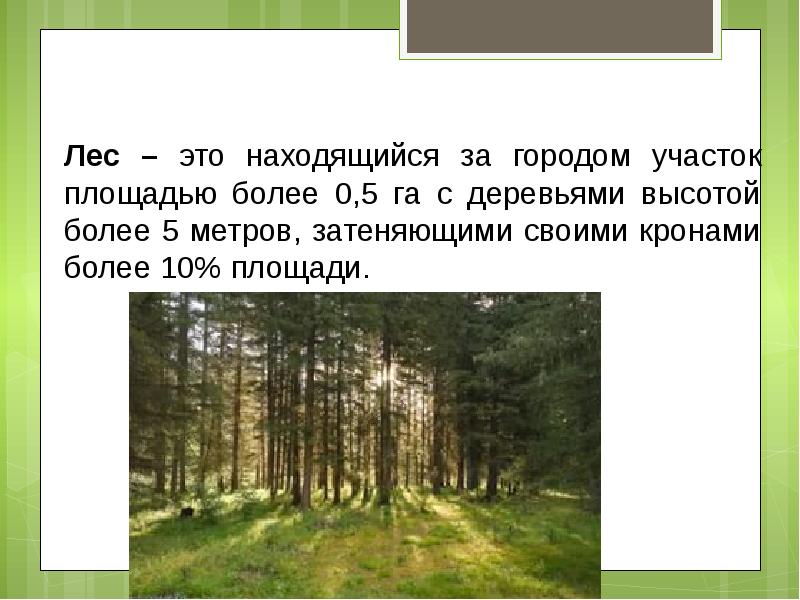 Презентация широколиственные леса россии 8 класс