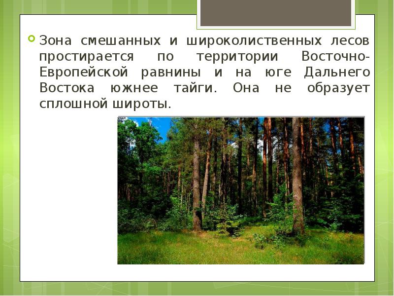 Описание смешанных лесов по плану 8 класс география