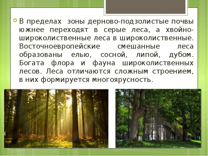 Описание природной зоны смешанные и широколиственные леса по плану 7 класс