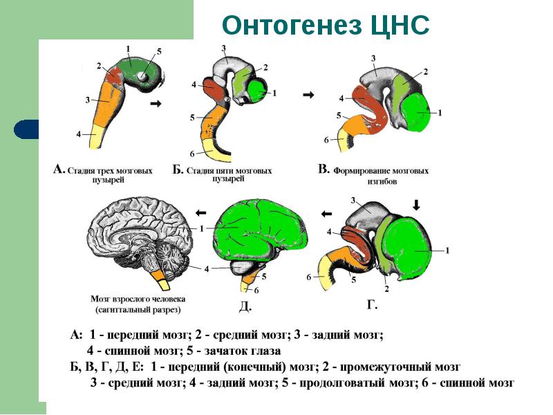 Онтогенез цнс презентация