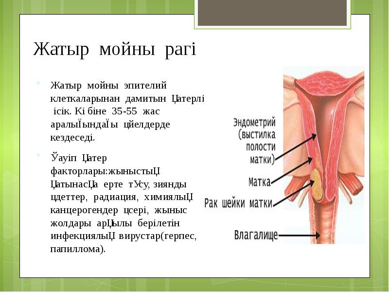 Жатыр мойны рагі