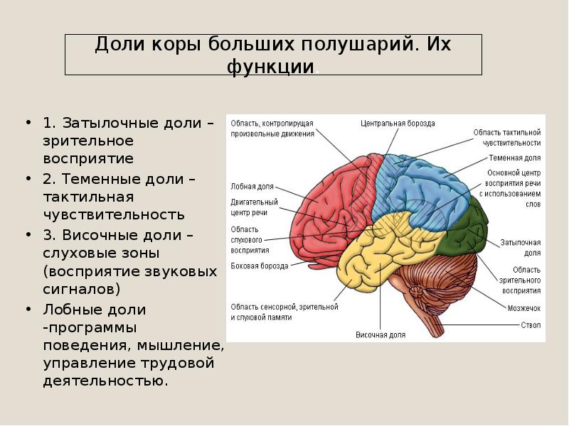 Схема мозга что за что отвечает