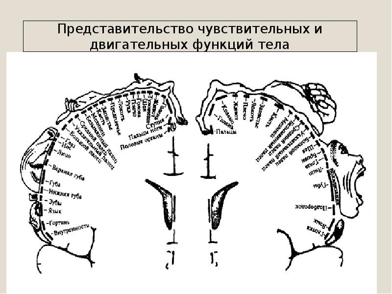 Схема соматотопической проекции в коре головного мозга описана