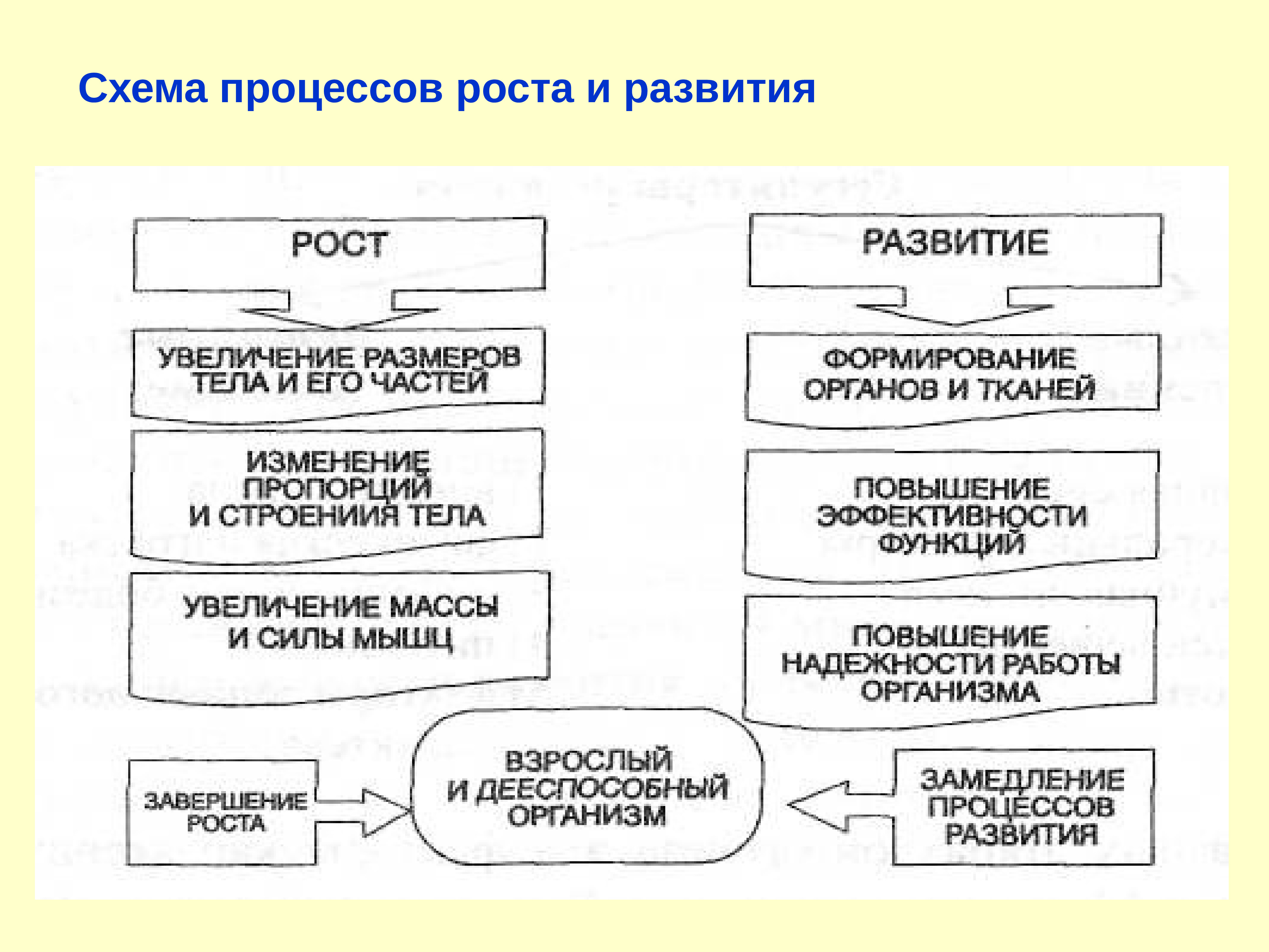 Развивающегося процесса. Процесс развития схема. Соотношение процессов роста и развития. Процесс роста схема. Схема процесса роста и развития детского.