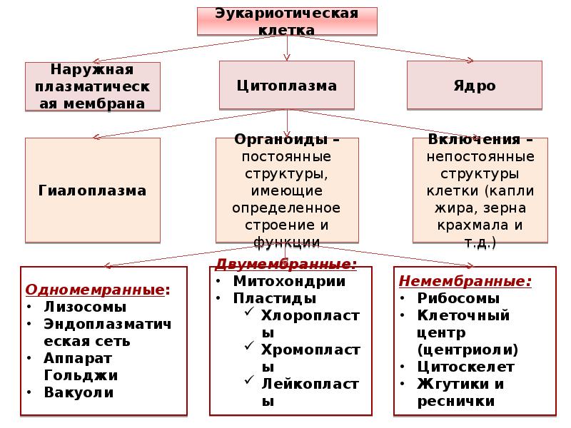 Строение клетки огэ тесты