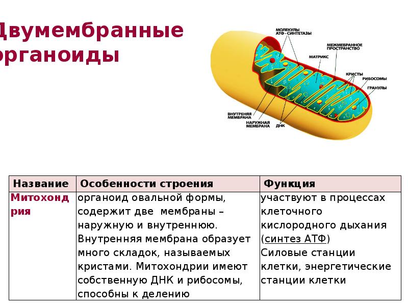 Какой органоид эукариотической клетки изображен на рисунке