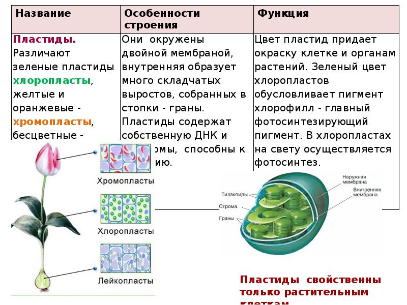 Фотосинтез осуществляется в хромопластах. Хлоропласты хромопласты лейкопласты функции. Основная функция пластид. Функции пластид растений. 90 Клеток.
