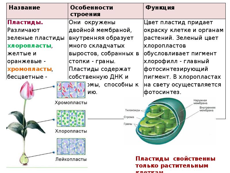 Пластиды характеристика. Пластиды особенности строения. Пластиды строение и функции. Хромопласты строение и функции. Пластиды строение кратко.