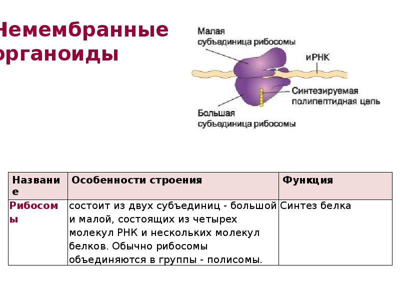 Мал состоит. Рибосомы строение и функции кратко.