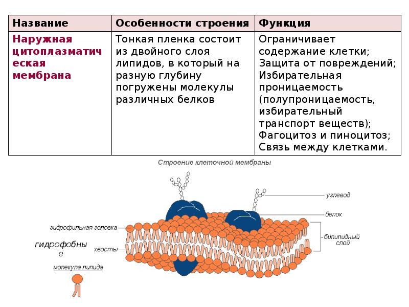 Рисунок наружной цитоплазматической мембраны