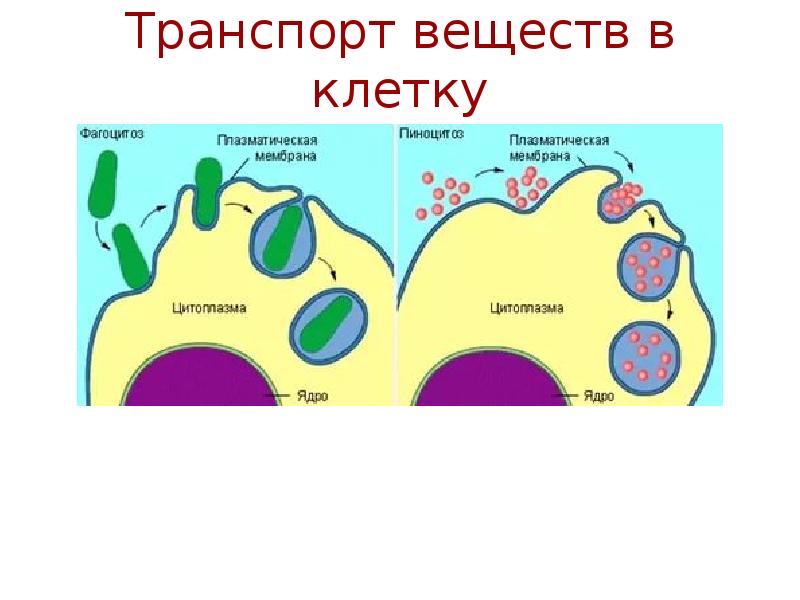 Строение клетки огэ тесты