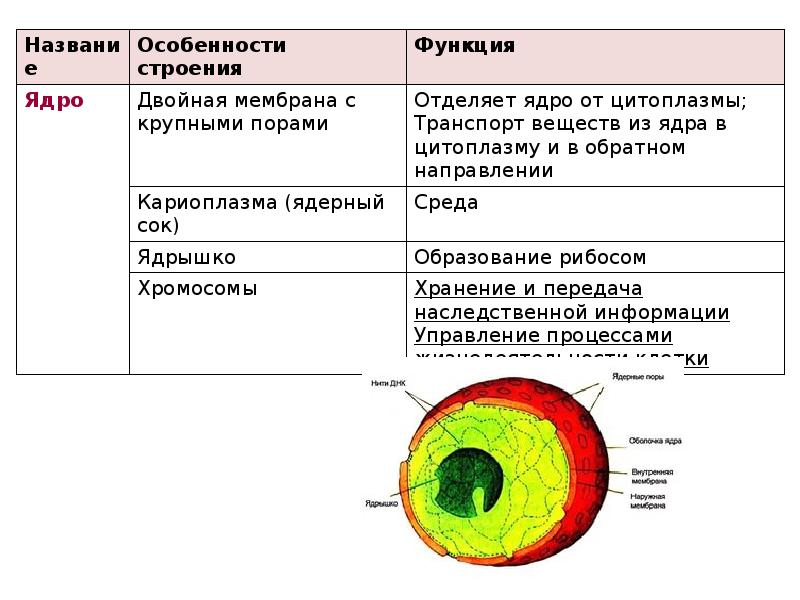 Ядро особенности строения