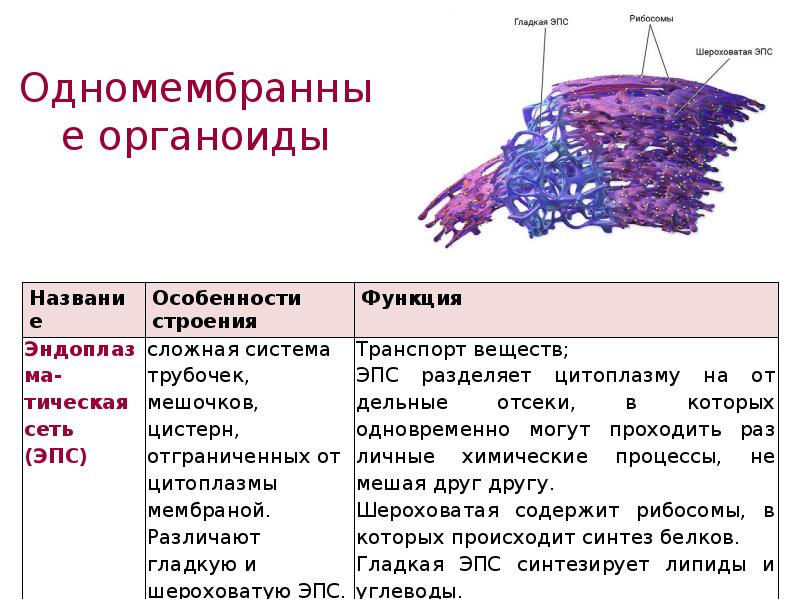 Система одномембранных цистерн