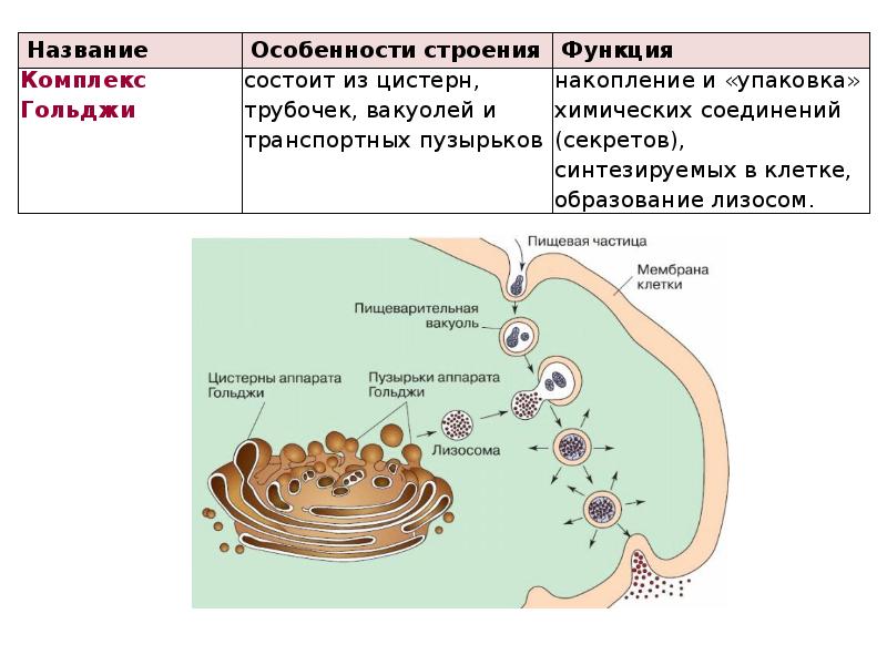 Комплекс лизосомы. Строение лизосомы и ее функции. Строение клетки ОГЭ. Мукоидный секрет синтезируют клетки.