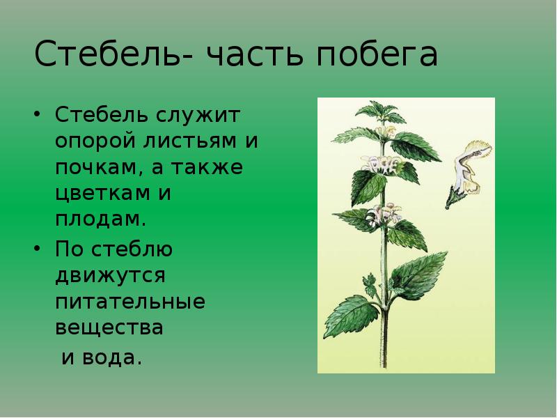 4 листья и стебли. Стебель часть побега. Стеблевая часть побега. Стебель служит. Стебель служит растению.