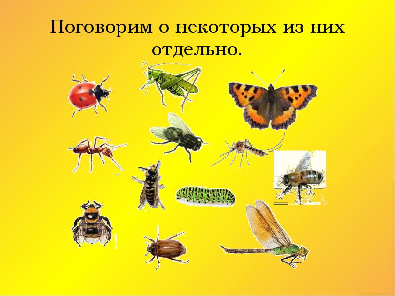 Самостоятельная насекомые биология 8 класс