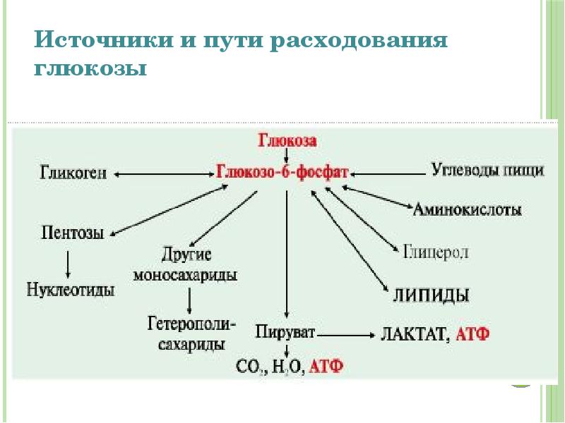 Обмен углеводов презентация