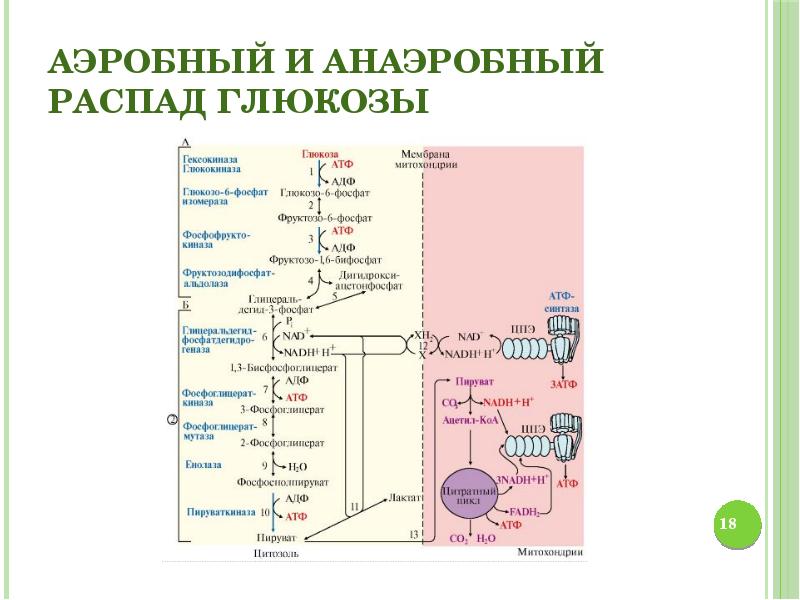 Аэробный распад глюкозы схема