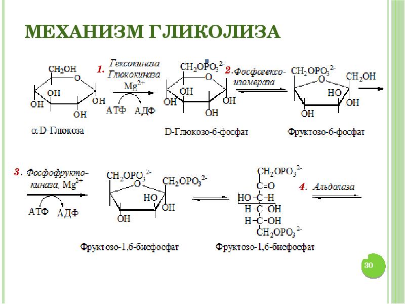 Обмен углеводов биохимия презентация