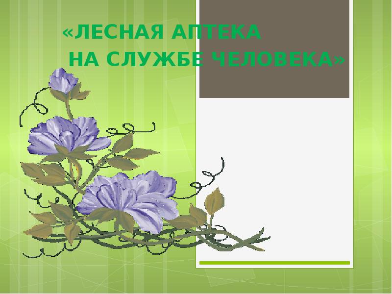 Презентация лесная аптека