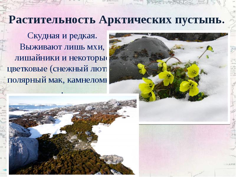 Какие растения есть в арктике. Полярный Мак камнеломки и снежный Лютик. Снежный Лютик арктических пустынь. Арктические пустыни Полярный Мак. Арктическая пустыня России растения.