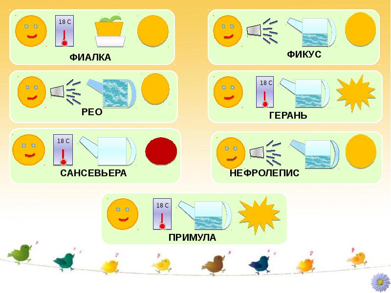 Схема ухода за фиалкой