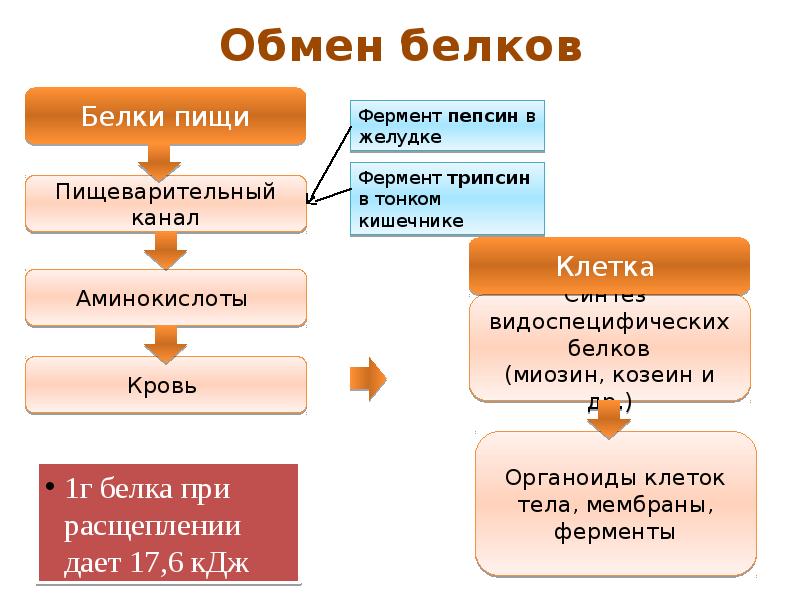 Процесс обмена участками. Обменные процессы в организме 8 класс. Обменные процессы в организме 8 класс презентация. Обменные процессы в организме 8 класс конспект. Обменные процессы в организме 8 класс конспект кратко.