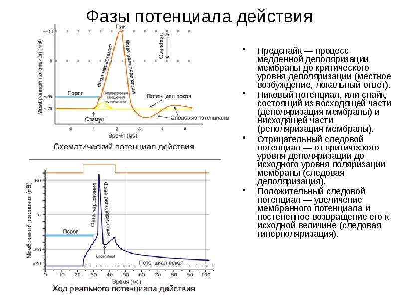 Схема потенциала действия физиология