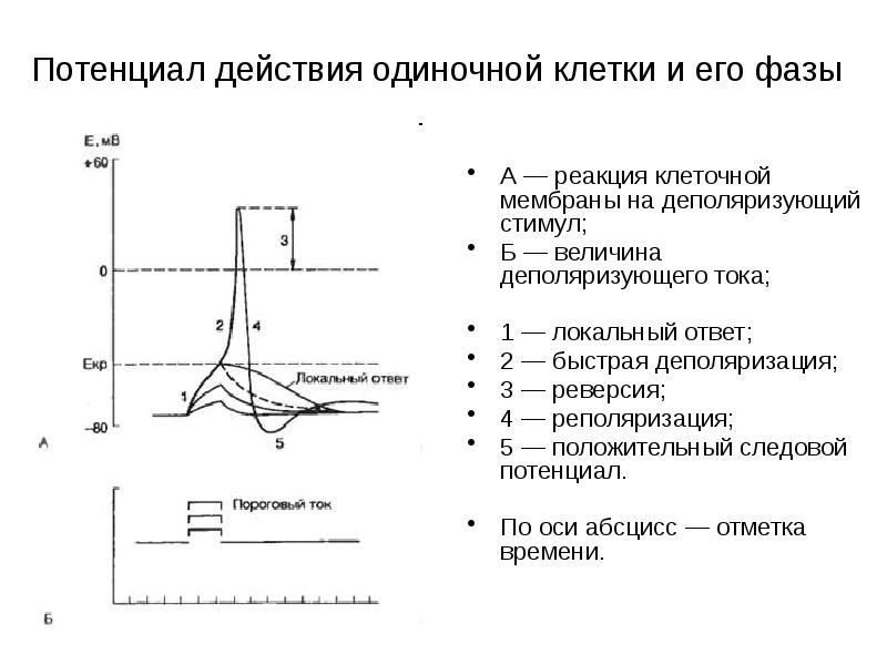 Рисунок потенциал действия