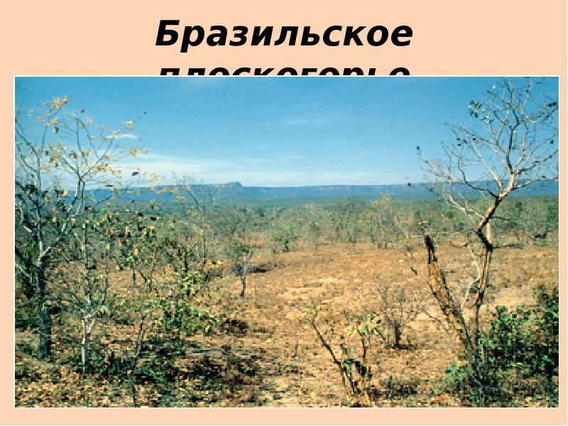 Растения бразильского плоскогорья. Бразильское плоскогорье. Бразильское плоскогорье климатический пояс. Бразильское плоскогорье почва. Степь бразильское плоскогорье.