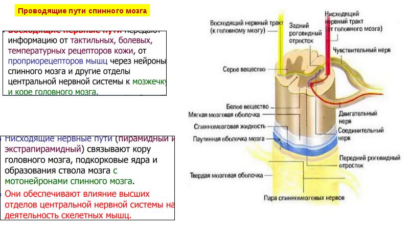 Проводящие пути спинного мозга схема восходящий и нисходящий