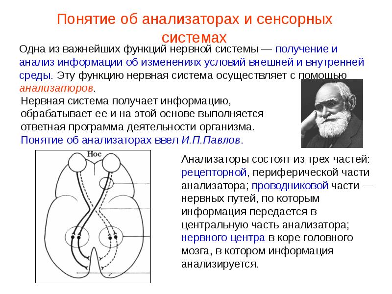 Учение об анализаторах разработано. Понятие об анализаторах сенсорных системах. Общие данные об анализаторах (сенсорных системах).