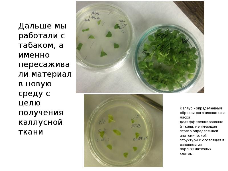 Каллусная ткань презентация