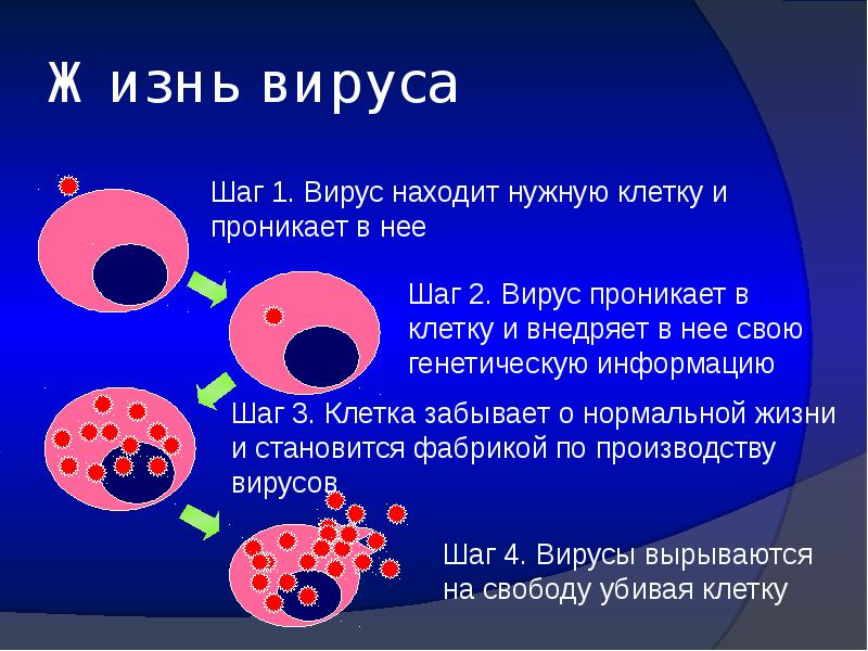 Вирус наследственная информация. Клетка вируса. Условия жизни вирусов. Жизнь с вирусами. Где находятся вирусы.