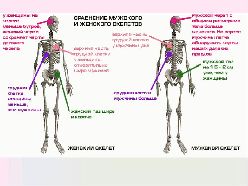 Чем отличаются мужские ноги от женских. Отличие женского скелета от мужского. Чем отличается женский скелет от мужского скелета. Схема сборки скелета Артема. Отличие мужчин и женщин физиология.