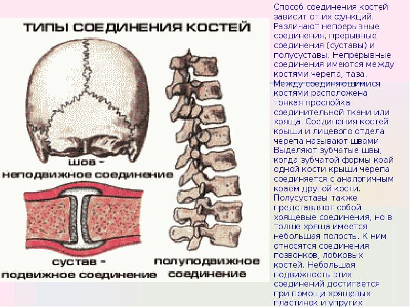 Непрерывные кости. Типы соединения костей. Подвижное соединение костей. Типы соединения костей человека анатомия. Непрерывные соединения костей.
