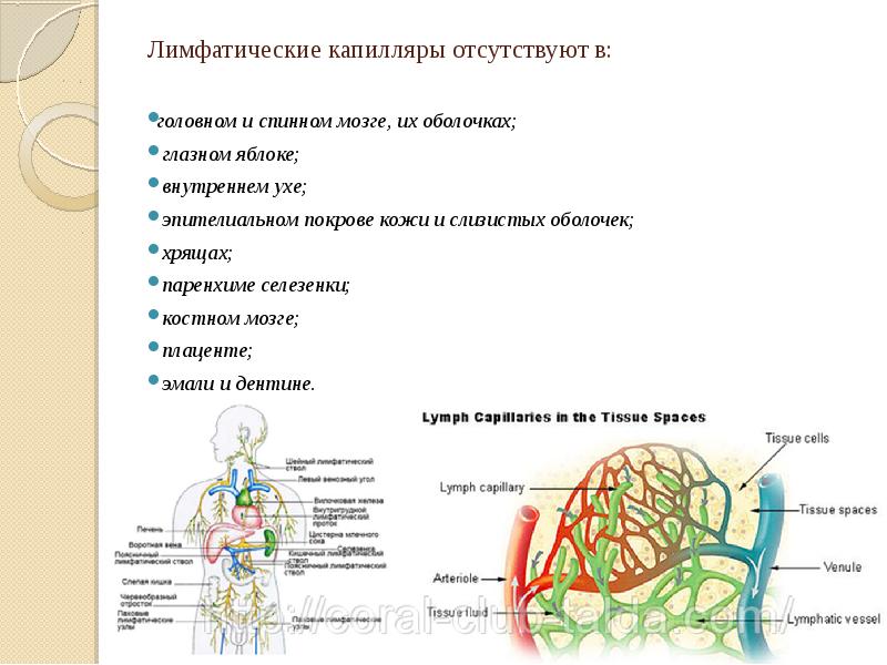 Лимфатические капилляры. Лимфатические капилляры отсутствуют в. Строение лимфатических капилляров и сосудов. Лимфатические капилляры и сосуды. Лимфатические капилляры находятся в.