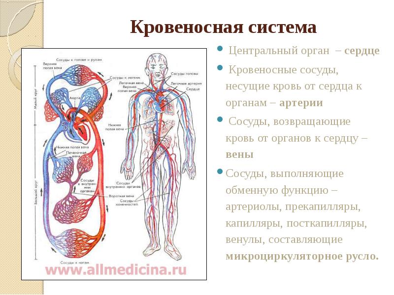 Презентация на тему кровеносная система