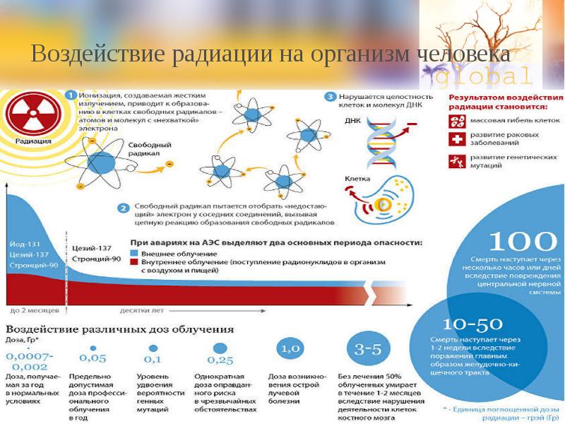 Влияние радиоактивности на окружающую среду проект