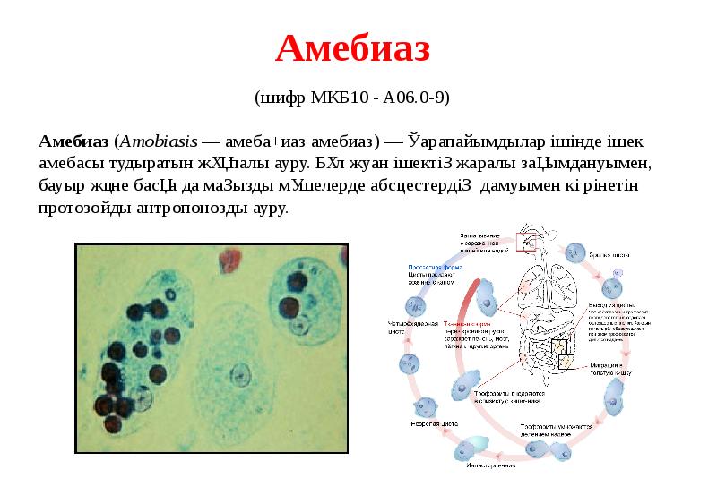 Амебиаз презентация казакша