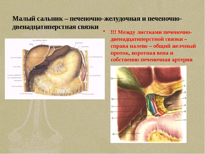 Анатомия человека: Связки печени. Сегментарное строение …